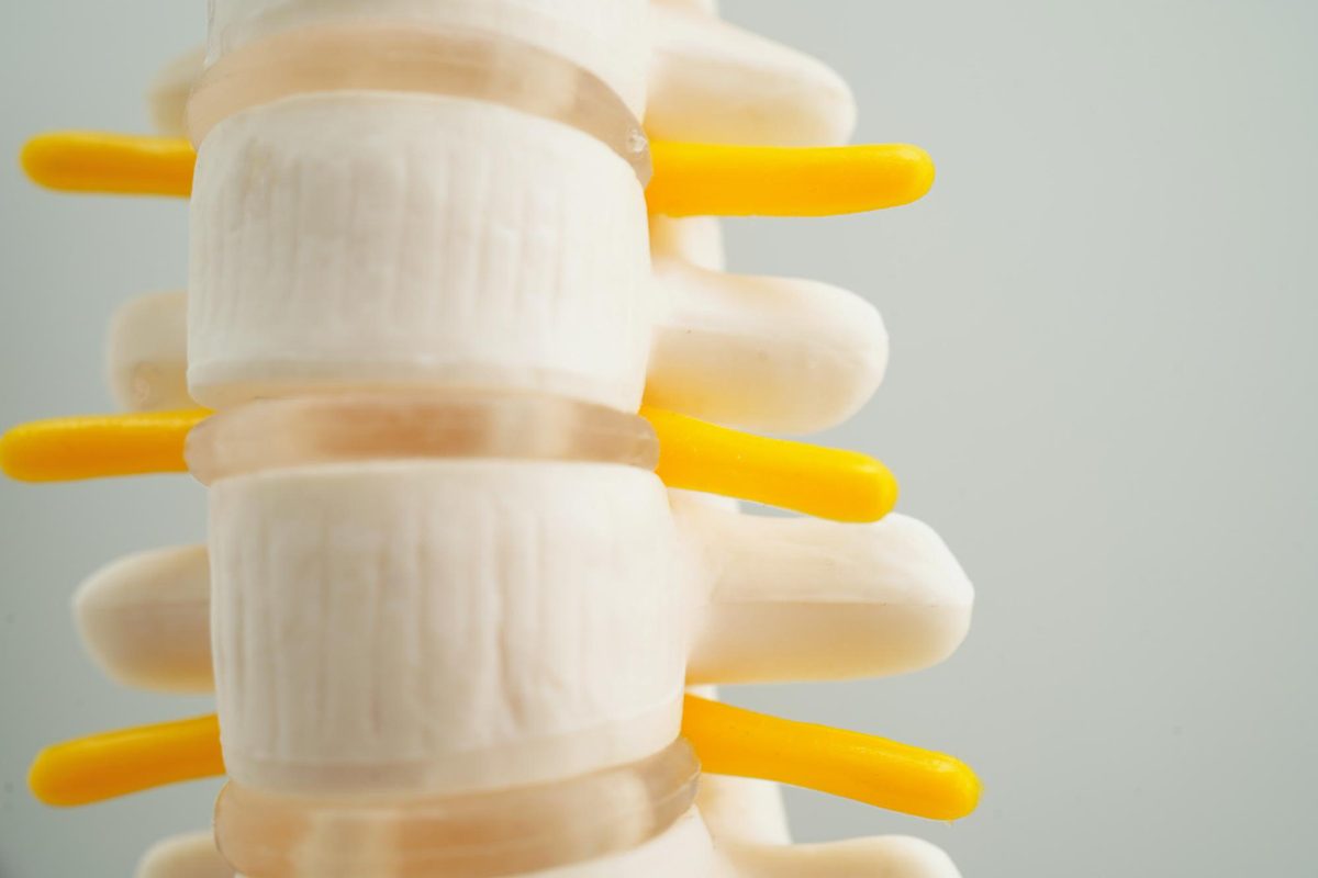 Spine model